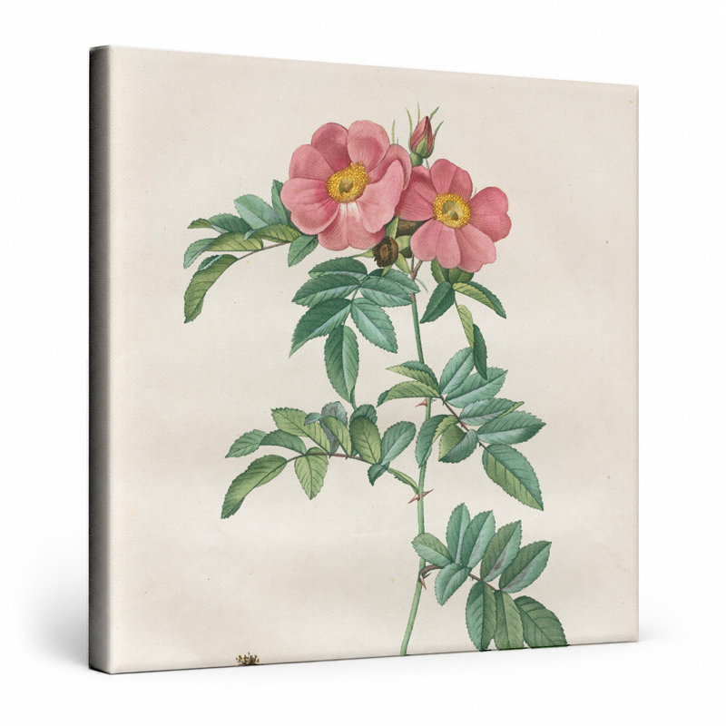 Rosa Lucida (Les Roses) - art mural carré sur toile, 12" W x 12" H
