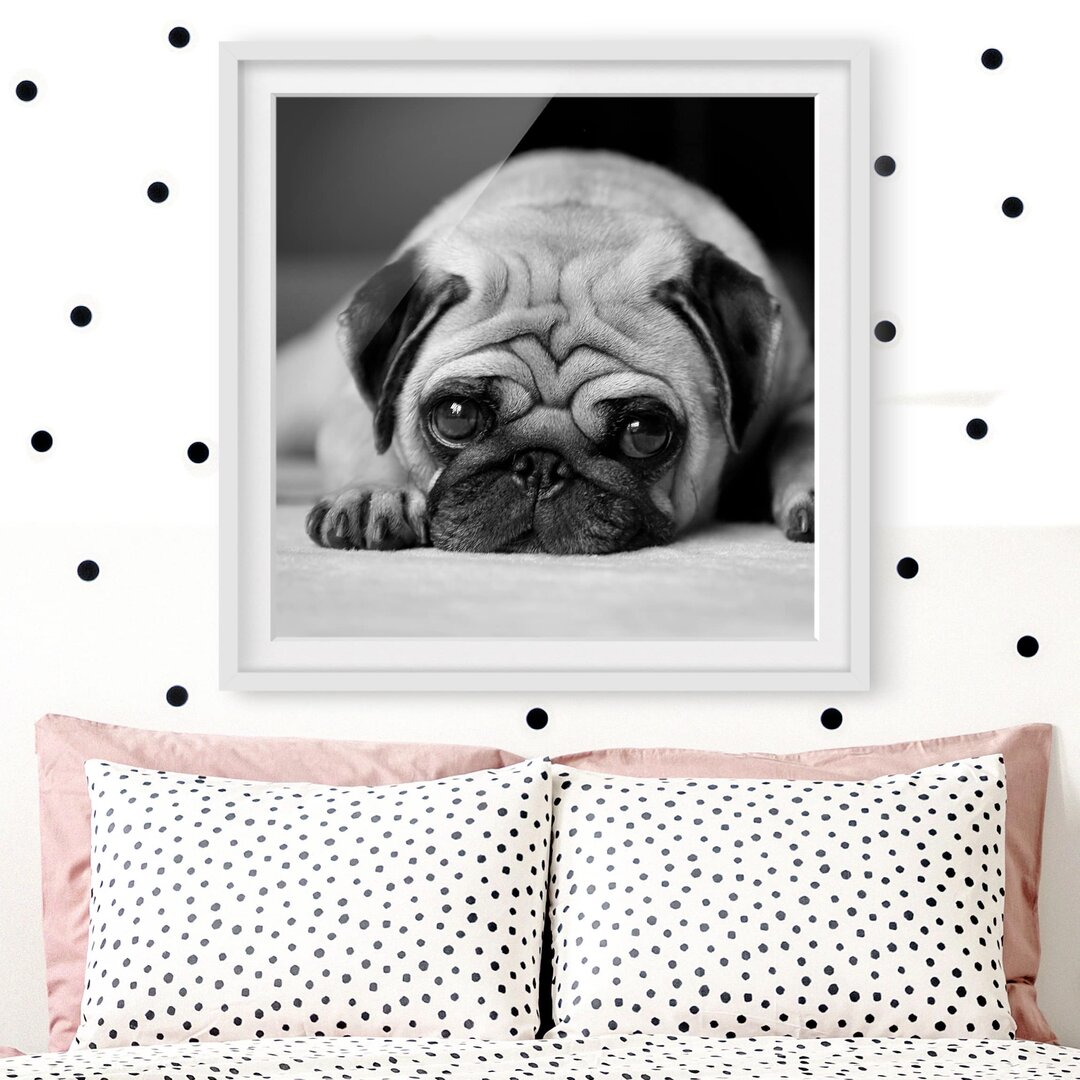 Gerahmter Fotodruck Pug Loves You II