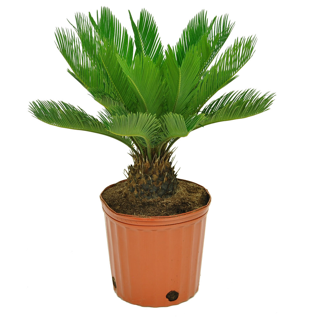 Costa Farms Indoor Cycas Sago Palm House Plant in 10-inch Grow Pot Costa Farms