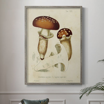 Reproduction encadrée champignon Variétés III - bois massif