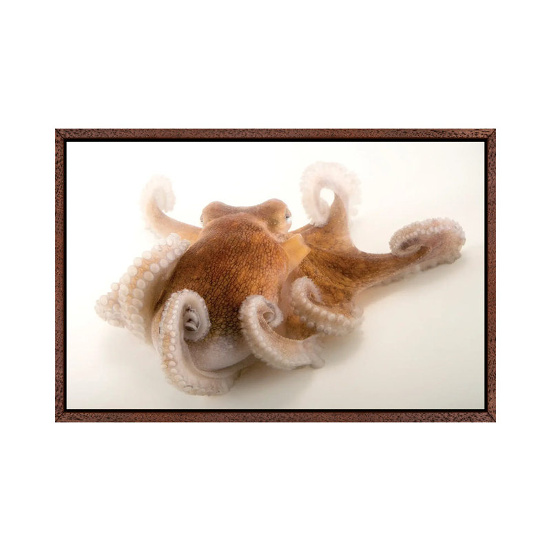 A Common Octopus At Gulf Specimen Marine Lab And Aquarium by Joel Sartore - Gallery-Wrapped Canvas Giclée on Canvas