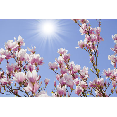 Magnolia Blossoms