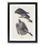 Labrador Falcons by John Audubon - Picture Frame Graphic Art Print-55609761-55609762