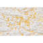 Tapis en fausse fourrure Chinchilla-627524422