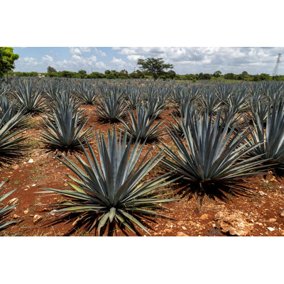 " Agave Plantation "