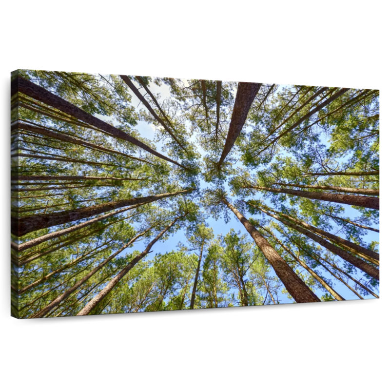 Harnek Towering Pine Trees, 30" H x 45" W