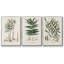 Fougères de la Botanical Society X 3 pièces-91891275-91891280