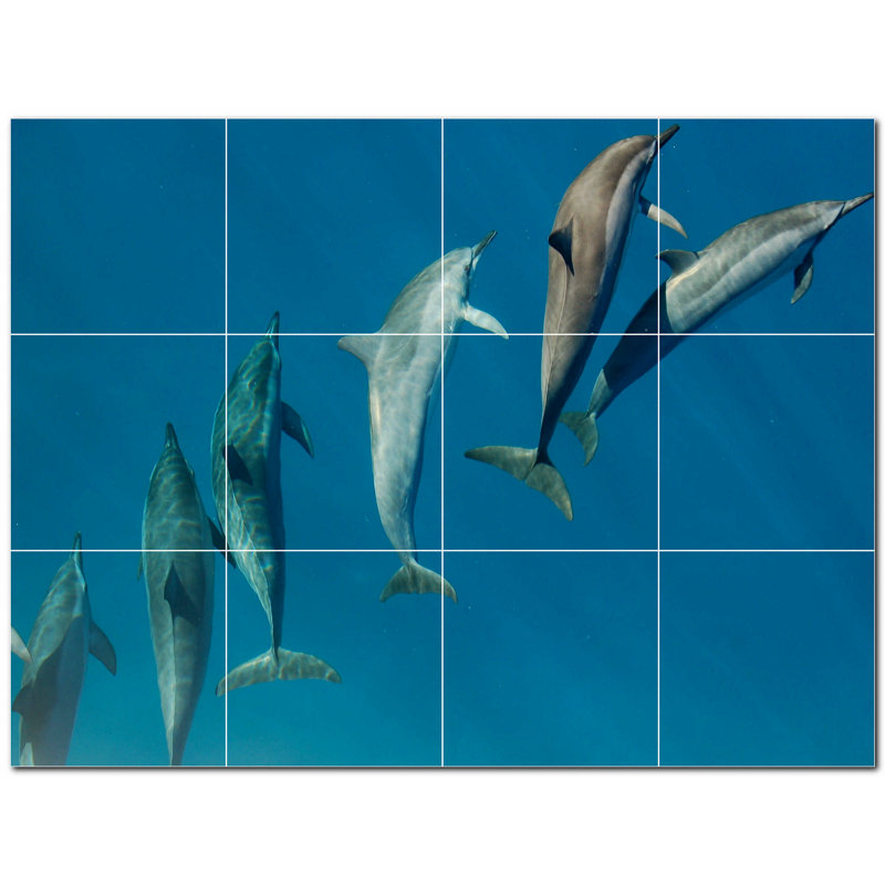 Dauphin photo 6 x 6