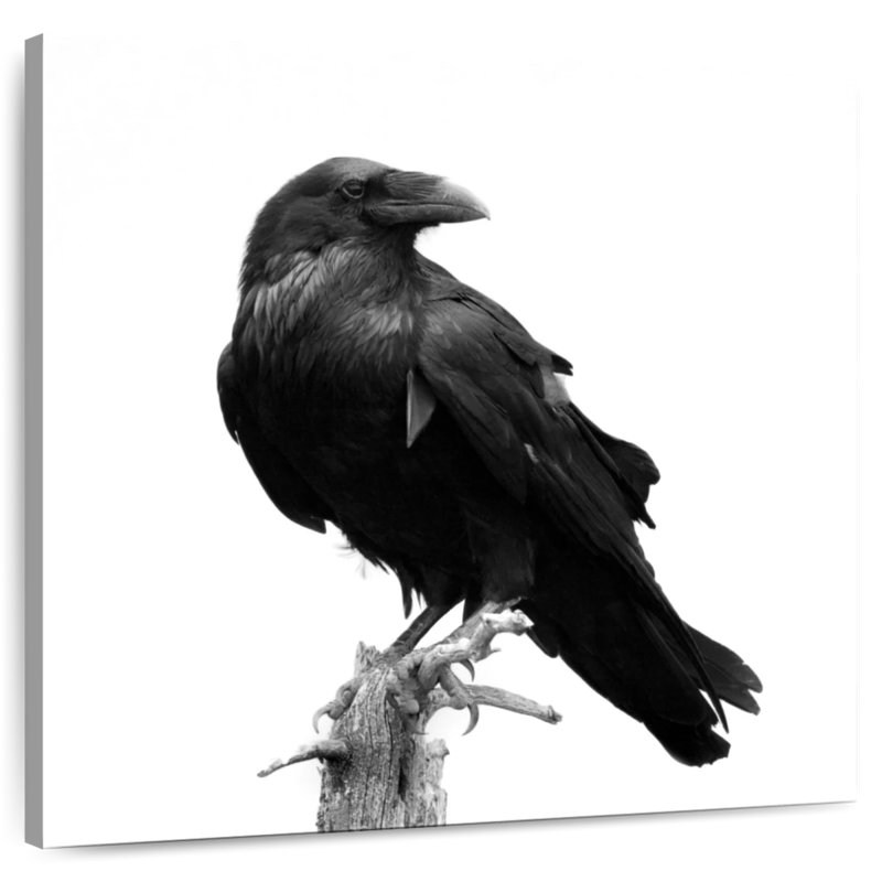 Crowle Raven On Tree Stump, H 10 po x l 10 po