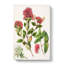 Aka. Rata Flowers - Wrapped Canvas Painting-55368763