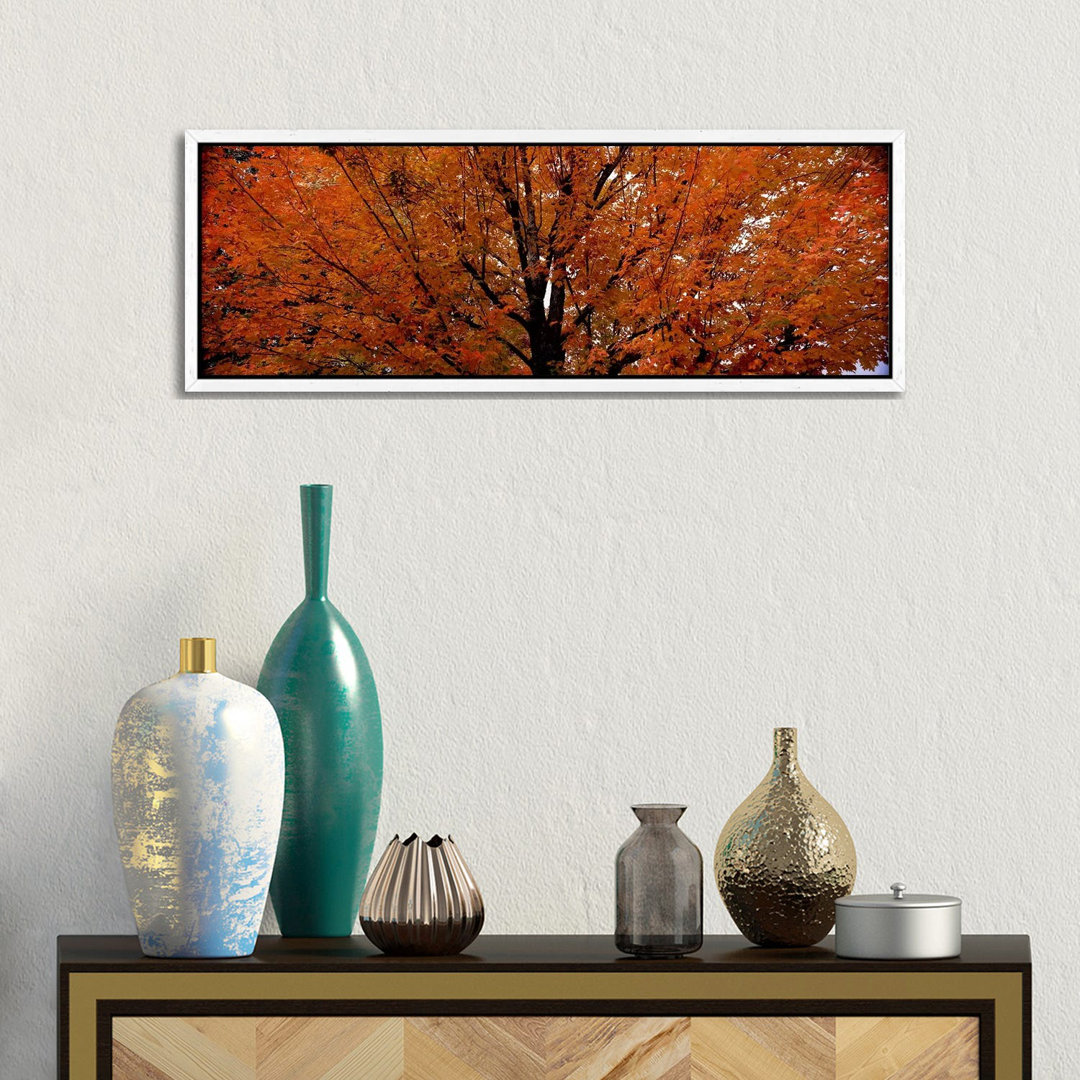 Ahornbaum im HerbstVermont, USA von Panoramic Images - Panoramic Gallery-Wrapped Canvas Giclée on Canvas