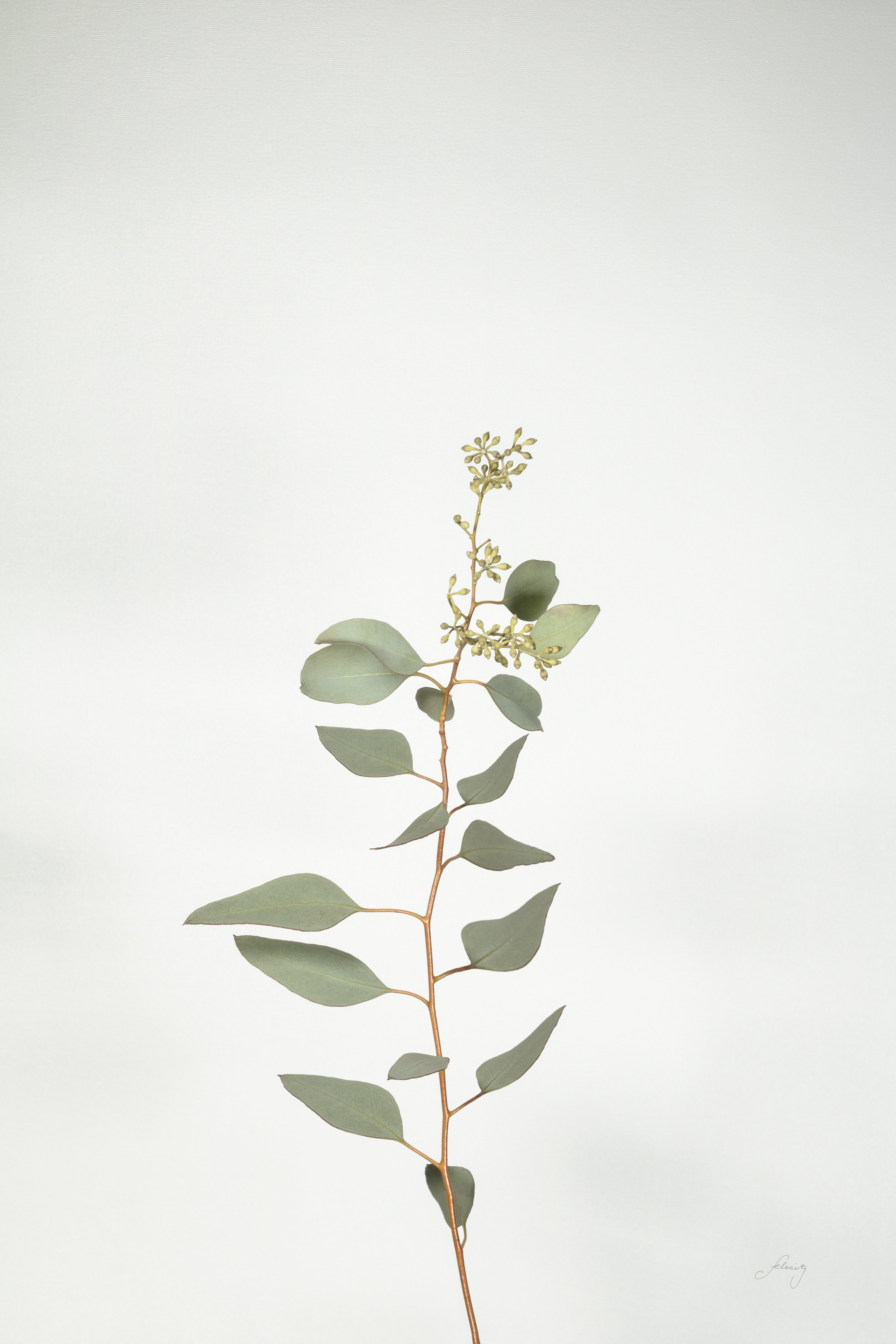 Gracie Oaks Simple Stems II by Felicity Bradley - on | Wayfair
