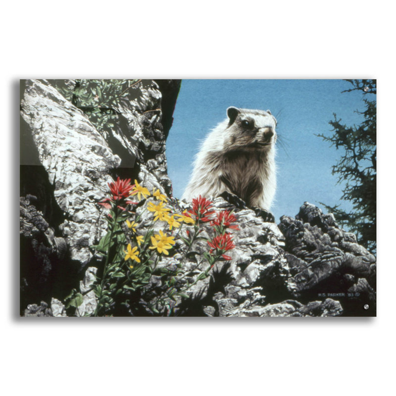 «Young Marmot» par Ron Parker, H 24 po x l 36 po x P 0,2 po