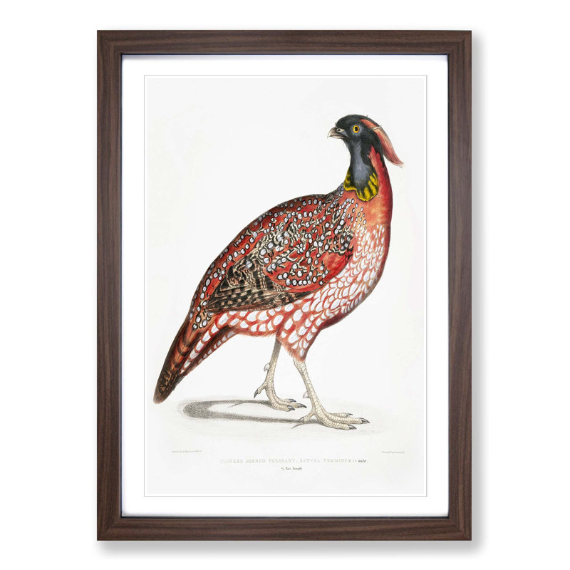 Chinese Horned Pheasant Illustration by John Edward Gray - Picture Frame Painting Print, 36cm H x 27cm W x 2cm D
