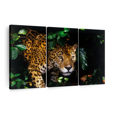 " Rainforest Jaguar " on