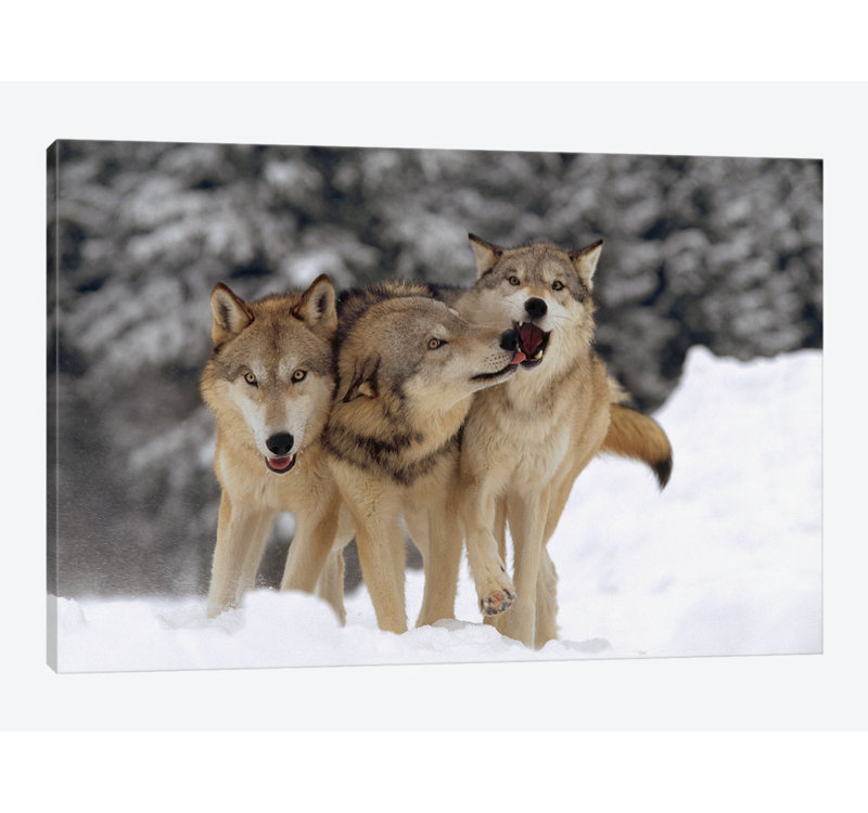 «Timber Wolf Trio jouant dans la neige, Montana», reproduction de photo sur toile, H 8 po x l 12 po x P 0,75 po, Pas de tapis
