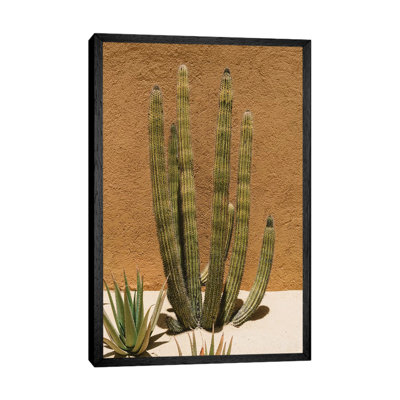 Cabo Cactus II by Bethany Young - Print on Canvas