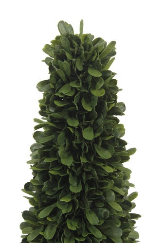 24" Artificial Boxwood Plant in Tapered Pot