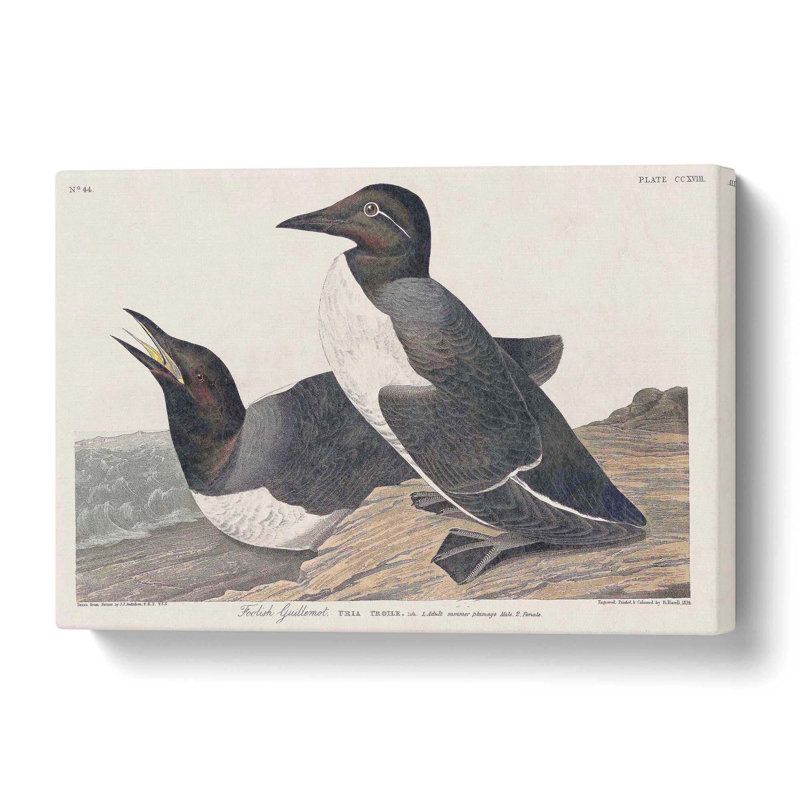 Foolish Guillemots - Wrapped Canvas Painting, 40 cm H x 60 cm W