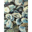 Reproduction de coquilles d'huîtres sur toile