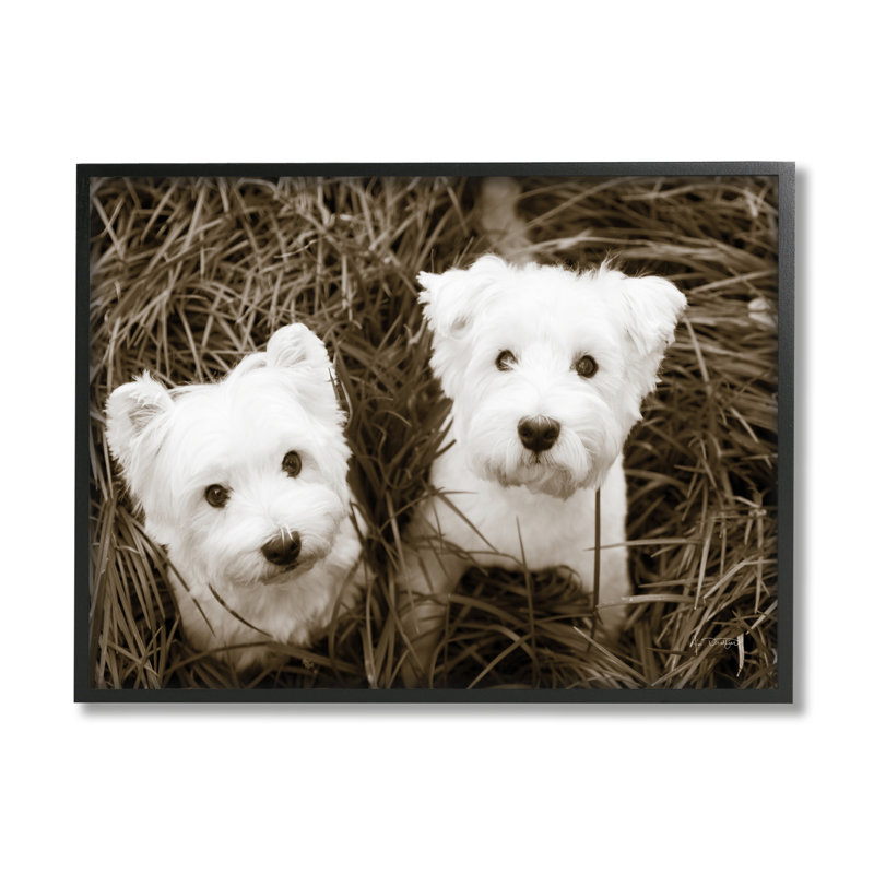 «White Terrier Puppies» par Jim Dratfield, H 24 po x l 30 po x P 1,5 po, Giclée encadrée noir minuit