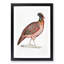 Chinese Horned Pheasant Illustration by John Edward Gray - Picture Frame Painting Print-55546053-55546057