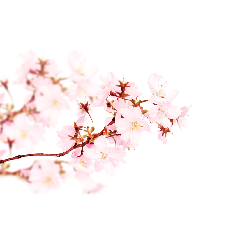 Spring Blosooms by Jag Cz - Wrapped Canvas Print, 30cm H x 46cm W x 3.8cm D