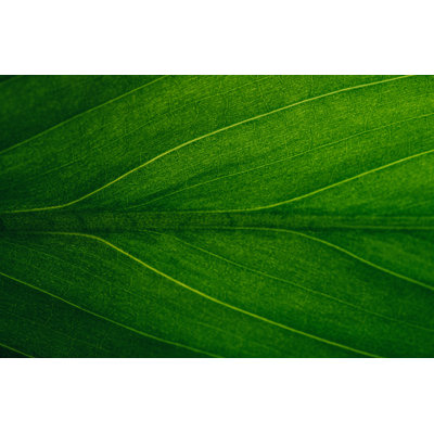 " Green Leaf Closeup, Natural, Green, Reflected Centre Line "