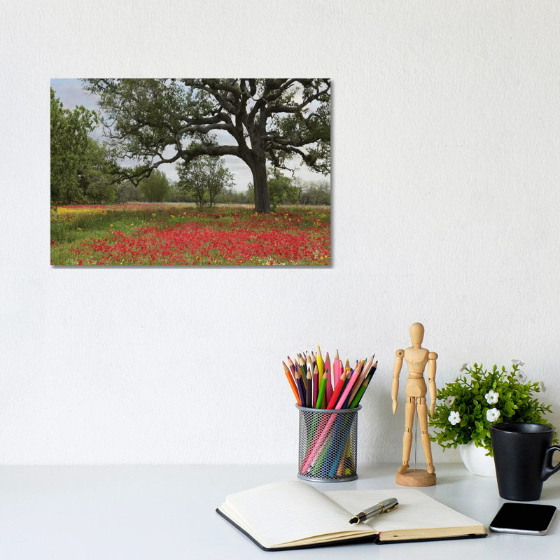 Drummond's Phlox Meadow Near Leming, Texas 1 Piece Wrapped Canvas Wall Art, 20.32 cm H x 30.48 cm W