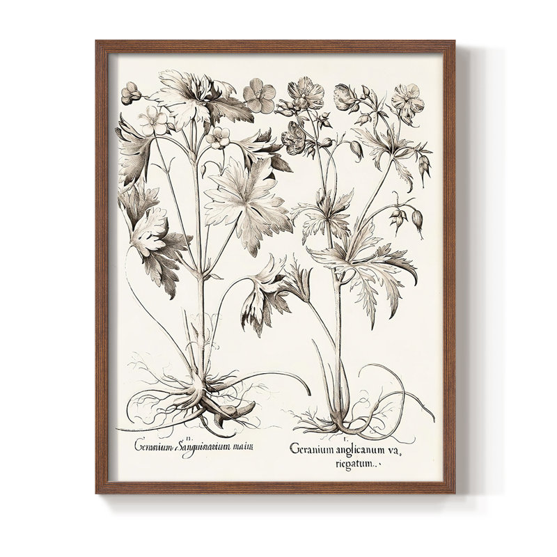 Sepia Besler Botanicals V Framed Print - Solid Wood, Brown, 20" H x 16" W