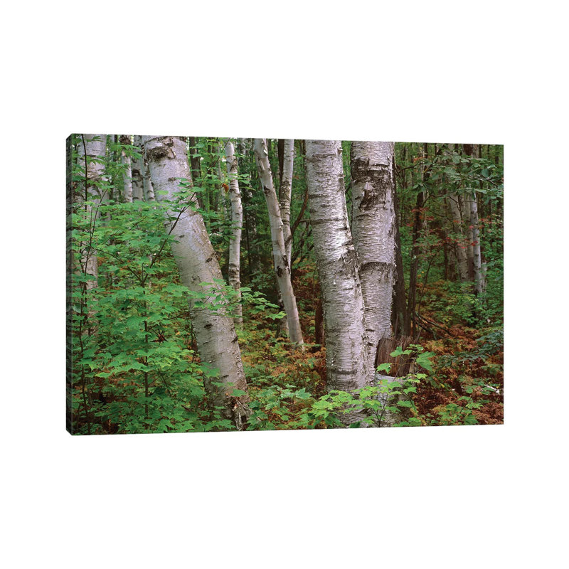 Birch Forest, Pictured Rocks National Lakeshore, Michigan 1 Piece Wrapped Canvas Wall Art