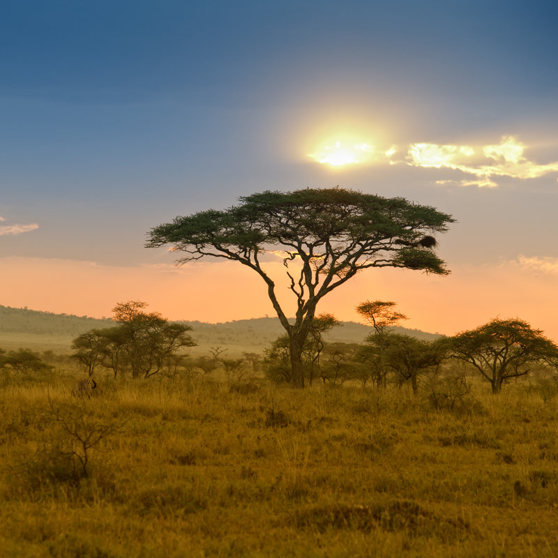 Acacias In The Late Afternoon Light by Guenterguni - Wrapped Canvas Print, 51cm H x 51cm W x 3.8cm D