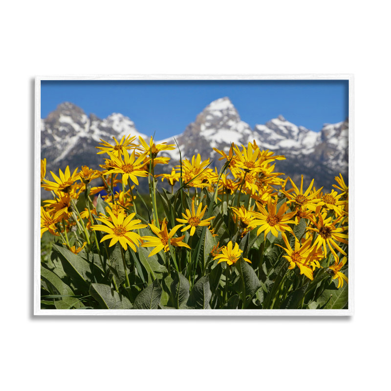 «Daisy Meadow & Mountains» encadré sur bois par Daniel Sproul, Giclée encadrée blanc bord de mer