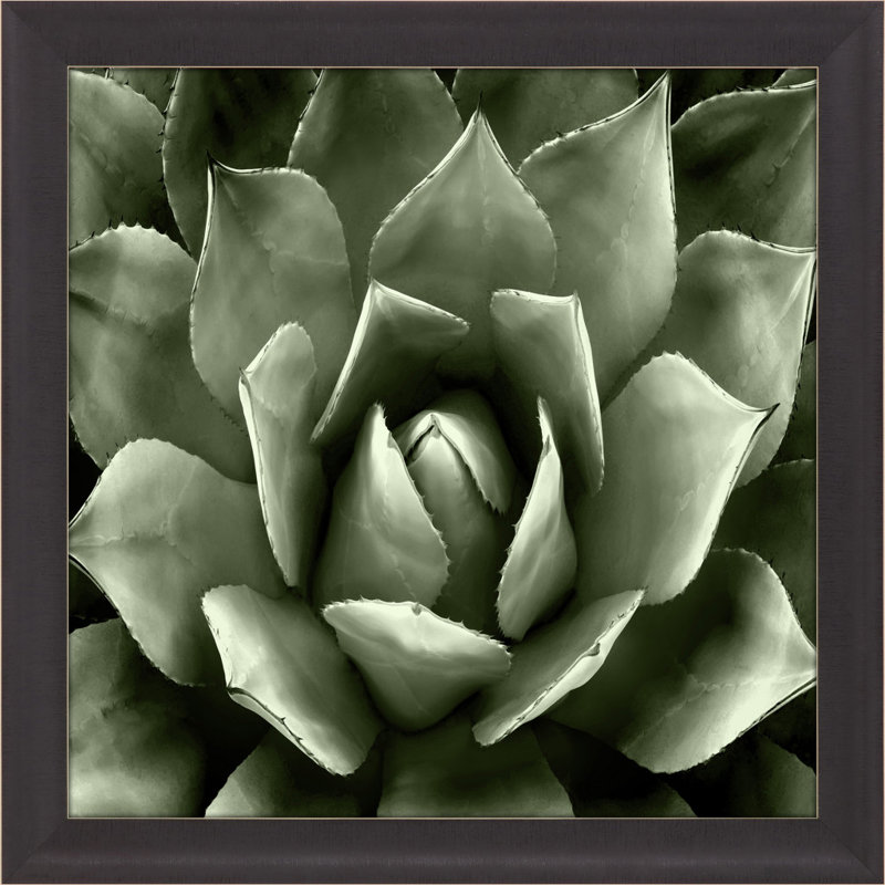 HomeRoots "Green Succulent II, reproduction d'art encadrée brune"