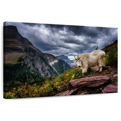 Brampt Rocky Mountain Goat