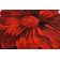 Tapis à motif floral rouge Kunzler