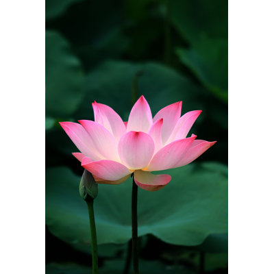 " Pink Sacred Lotus " by Thutruong
