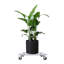 Support pour plante Quintavia-456435581-456435578