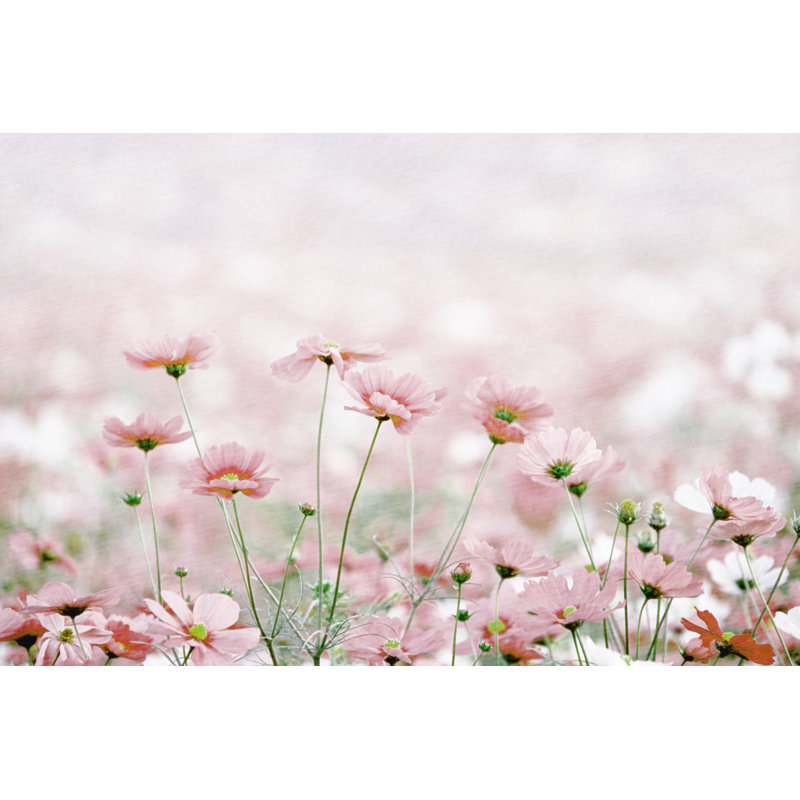 «Daisies Spring Flowers» par Lukbar - Photographie sur toile tendue, H 8 po x l 12 po x P 1,25 po