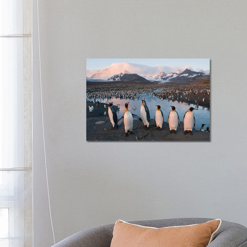 A King Penguin Rookery From South Georgia Island's St Andrews Bay by Joel Sartore - Gallery-Wrapped Canvas Giclée on Canvas