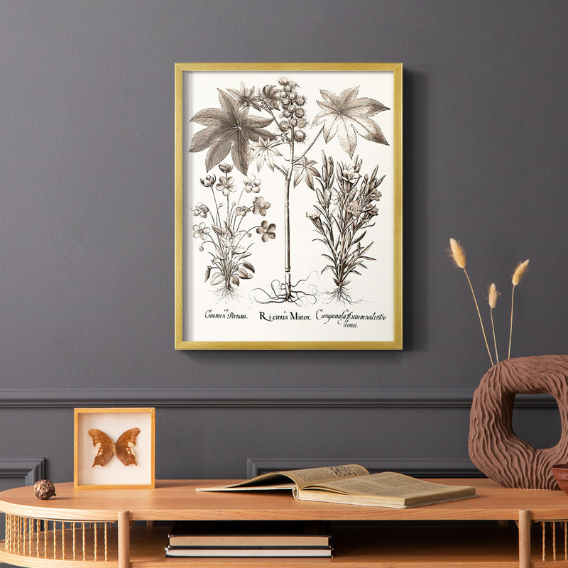 Sépia Besler Botanicals VI, reproduction encadrée - bois massif, H 28 po x l 22 po