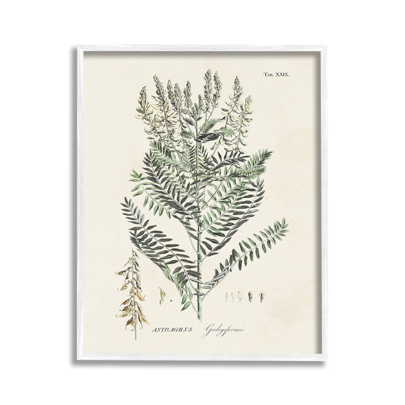 Forêt, plante, étude, giclée, ArtbyMartini, Giclée encadrée blanc bord de mer, H 14 po x l 11 po