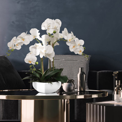 20" White Phalaenopsis Orchid Flowers In 8" Round White Pot