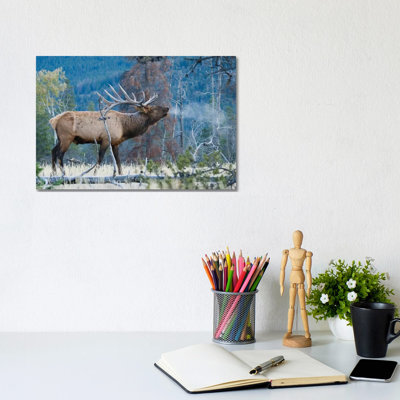 Rocky Mountain bull elk morning bugle 1 Piece Wrapped Canvas Wall Art