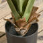 90cm Faux Bamboo Plant in Cement Pot