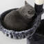 Arbre à chat 59 "ou condo-51837114