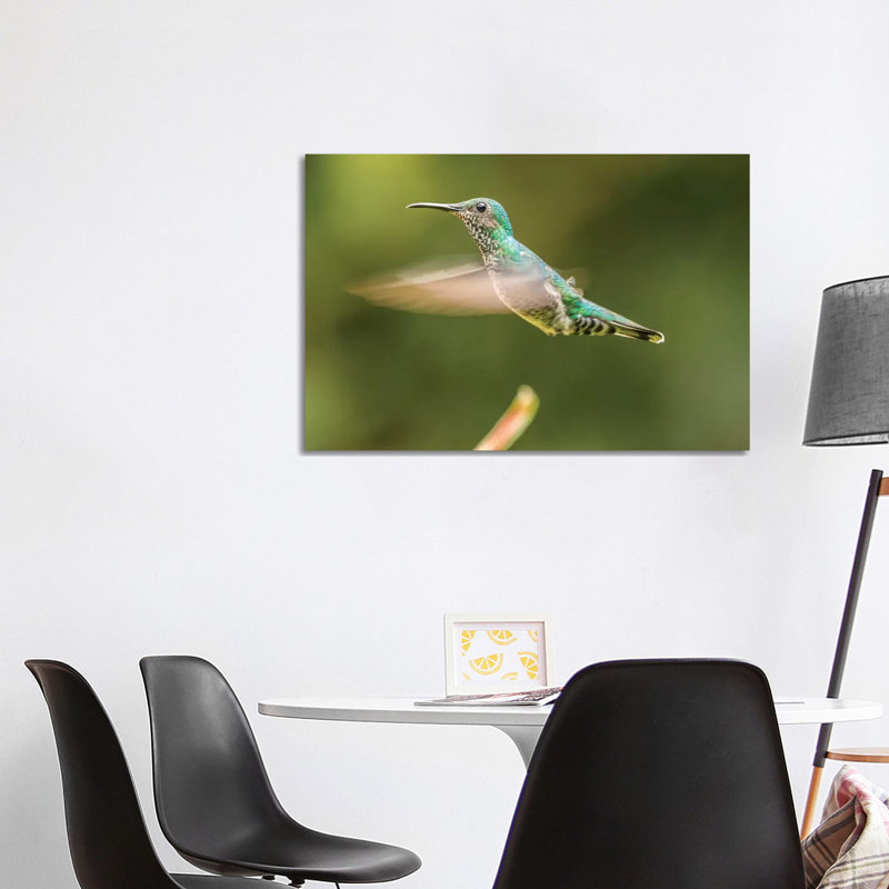 Costa Rica, Sarapiqui River Valley. Female White-Necked Jacobin Flying. 1 Piece Wrapped Canvas Wall Art