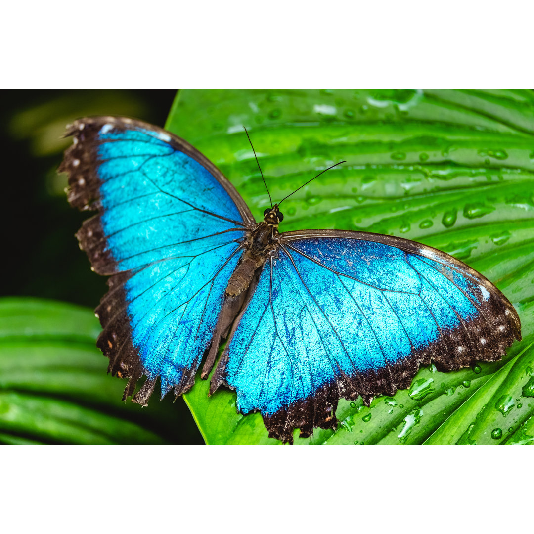 Schmetterling auf dem Blatt von Mihtiander - Leinwandbild