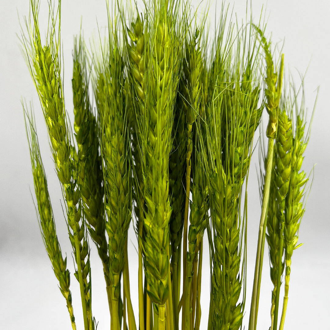 Dried Preserved Wheat Stems, Yellow/Green
