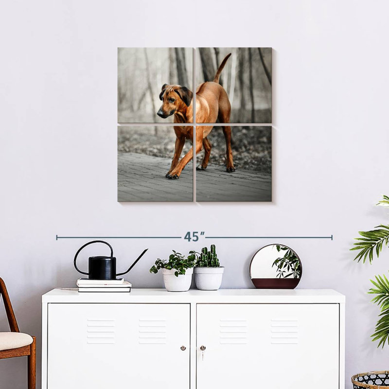 Brampt Rhodesian Ridgeback Puppy, 26" H x 26" W